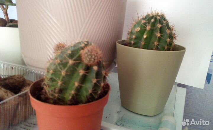 Кактусы, денежное дерево