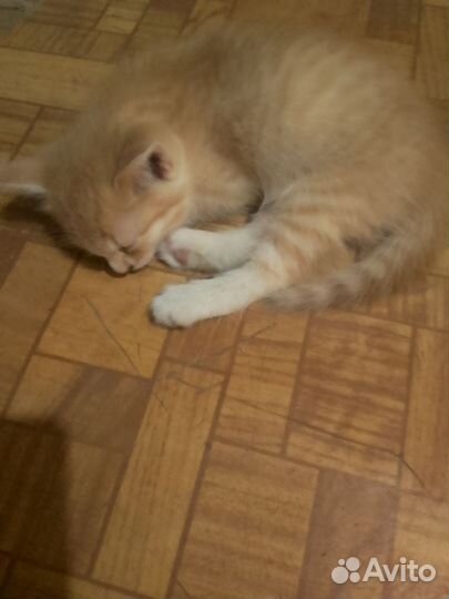 Мальчик рыжий