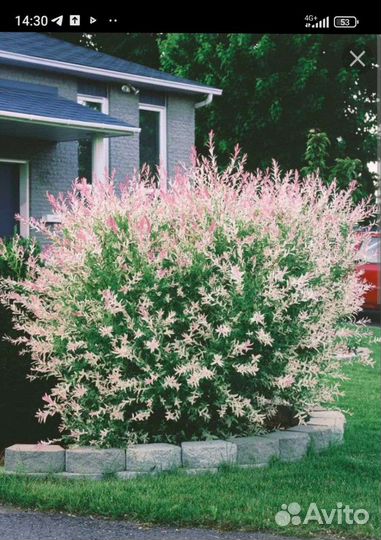 Ива Хакуро Нишики