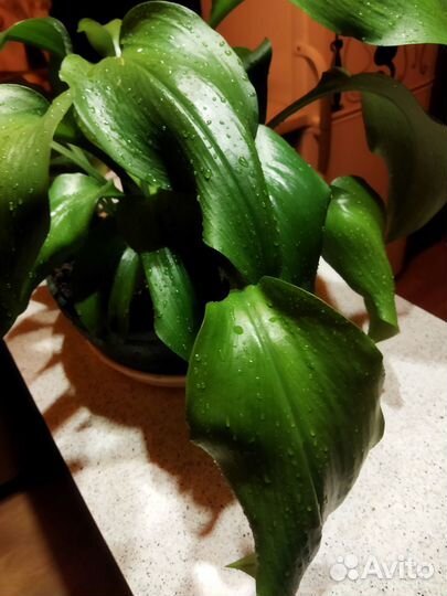 Комнатные цветы эухарис