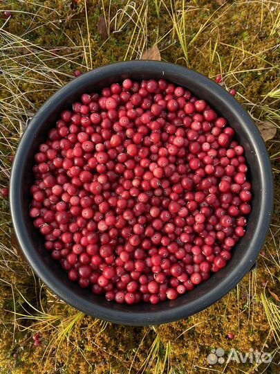 Продам клюкву