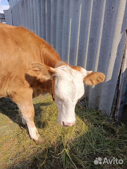 Телка 10 мес