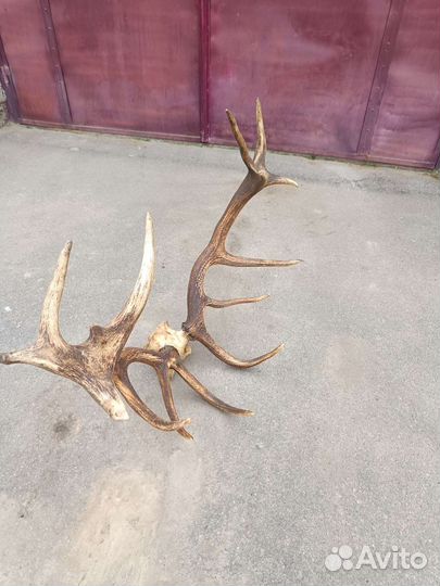 Рога оленя с черепом