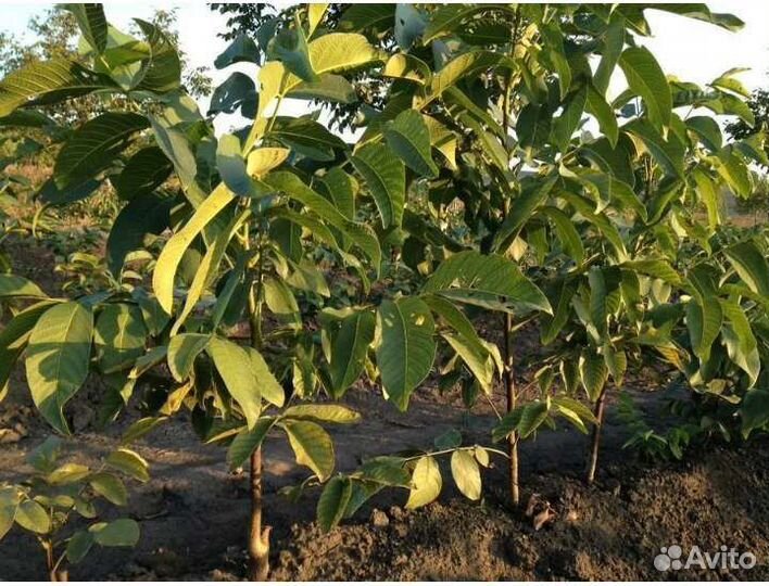 Грецкий орех саженцы