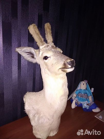 Чучело косули