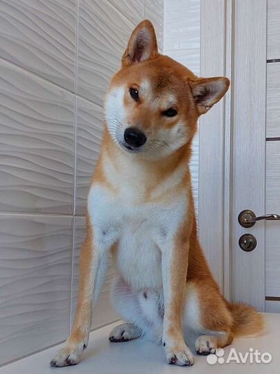 Мальчик сиба