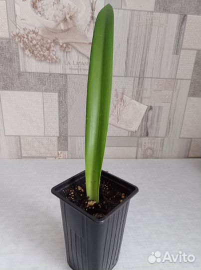 Комнатные растения цветы