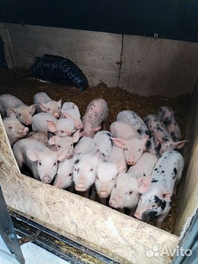 Поросята