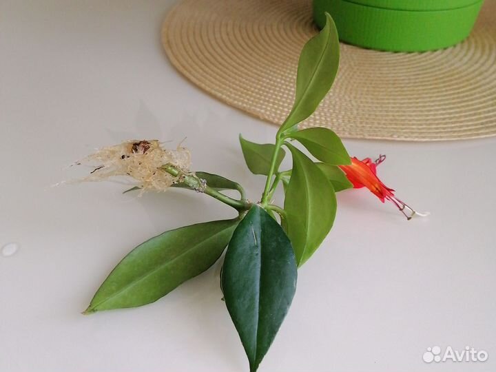 Эсхинантус 