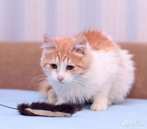 Кошечка Крася