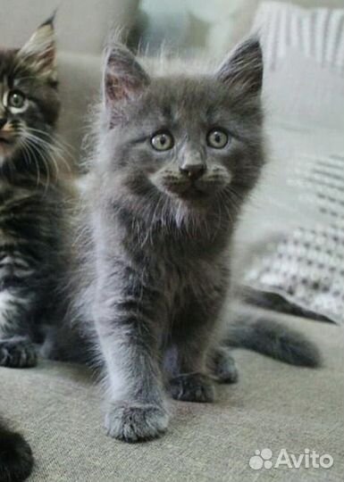 Котята мейн кун
