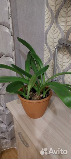 Гиппеаструм