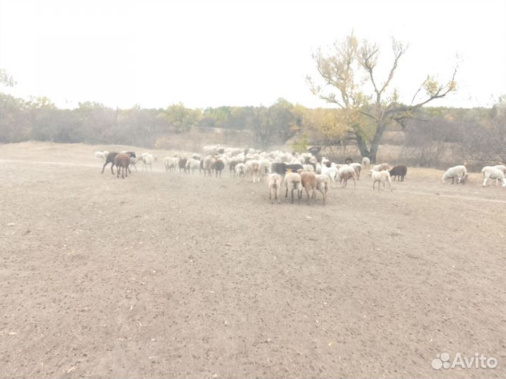 Овцы бараны