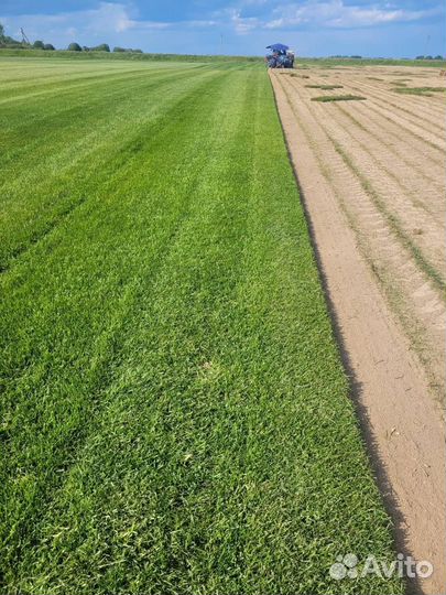 Рулонный газон с укладкой