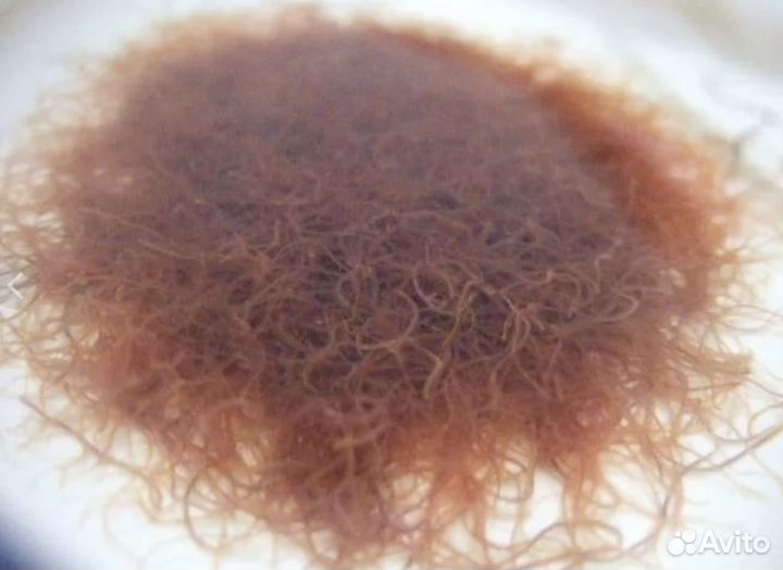 Аулофорус (водяная змейка) и Трубочник 