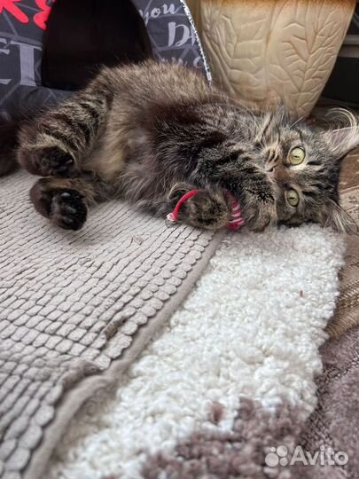 Кошка метис