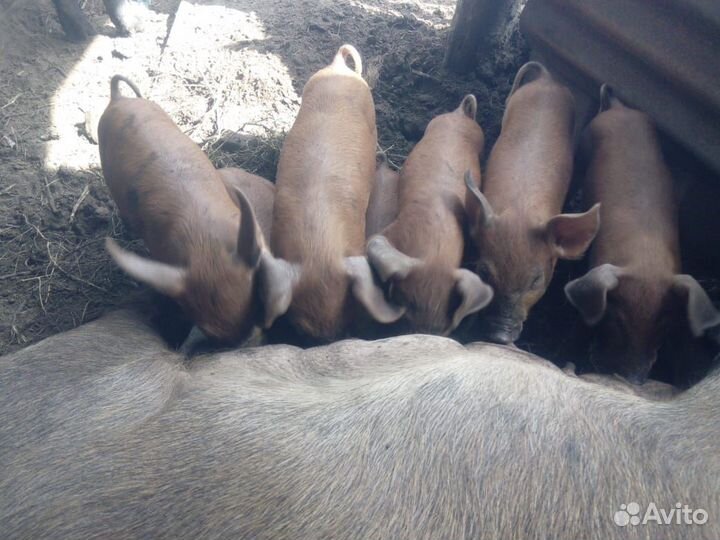 Продаю поросят
