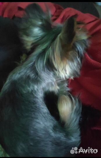 Йоркширский терьер мини