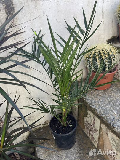 Пальма Финиковая