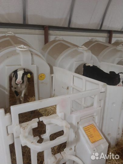 Бычки и быки