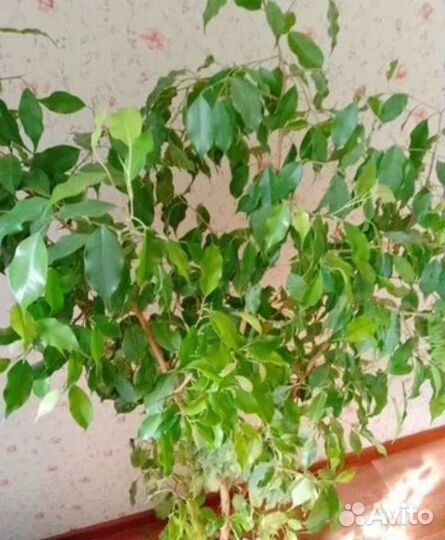 Фикус большой 120 см