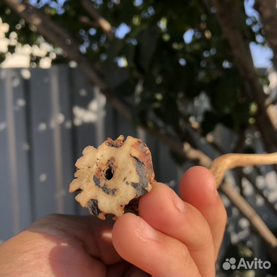 Рог косули для интерьера