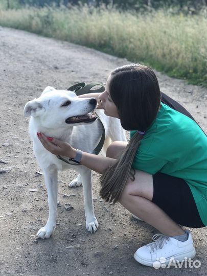Собака в добрые руки отдам бесплатно