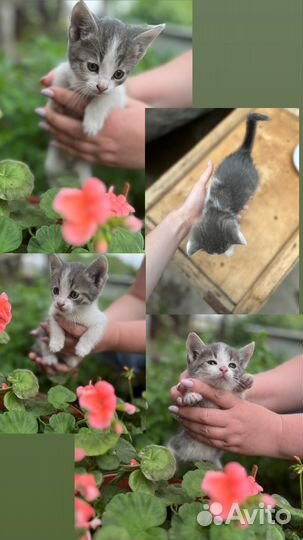 Прелестные котята в добрые руки