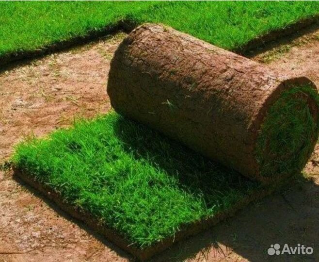 Рулонный газон под ключ