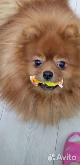 Вязка шпица