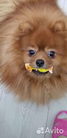 Вязка шпица