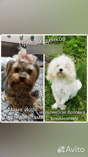 Продам щенков метисы