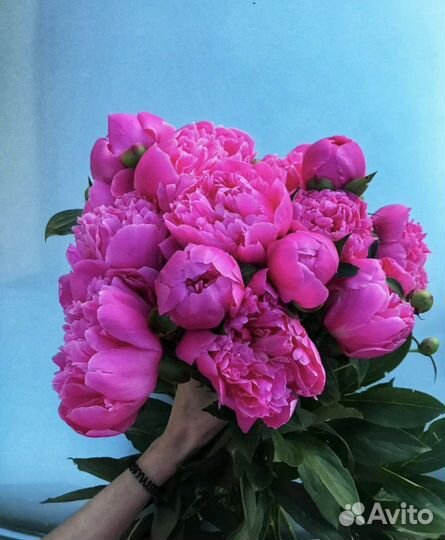 Пионы саженцы