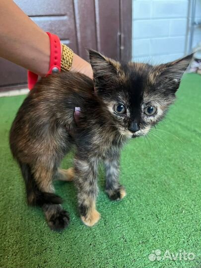 Котенок ищет дом