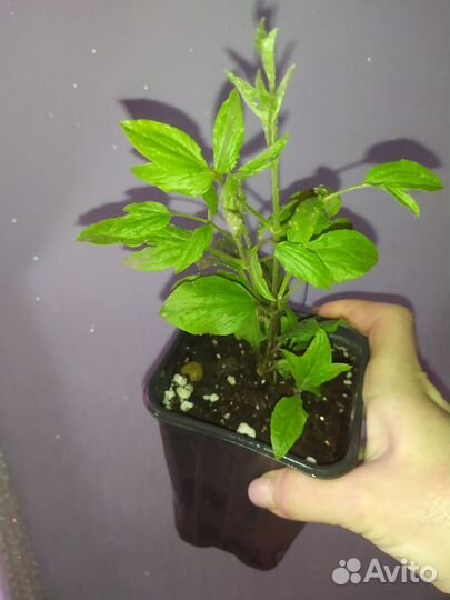 Клематис колокольчиковый