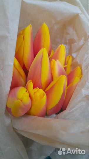 Тюльпаны к 8 марта оптом