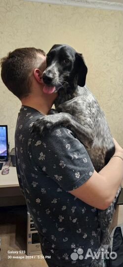 Собака в добрые руки