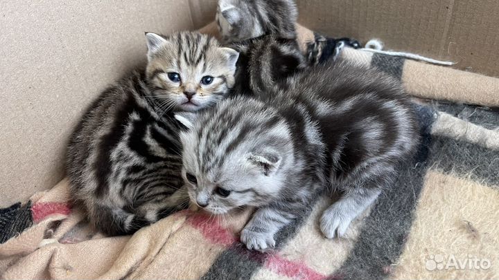 Шотландские котята