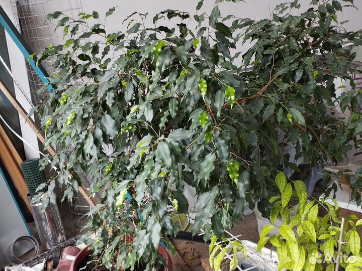 Фикус бенджамина