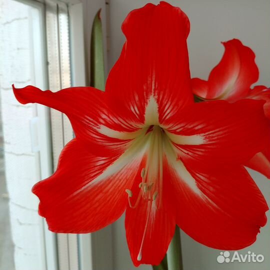 Продам цветы комнатные