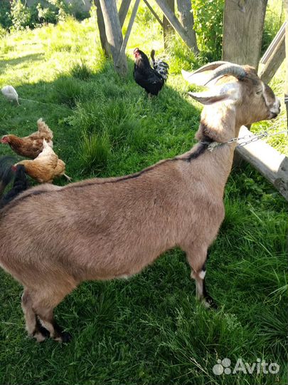 Молодой козел, дойные козы