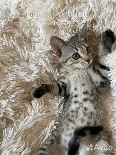 Отдам бесплатно в добрые руки