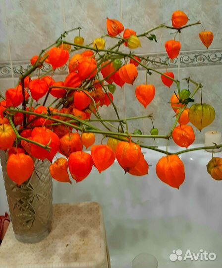 Цветы сухоцветы