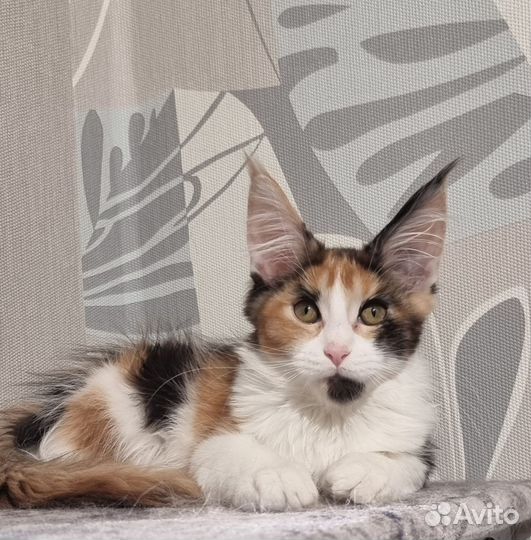 Мейн-кун мальчики и девочка