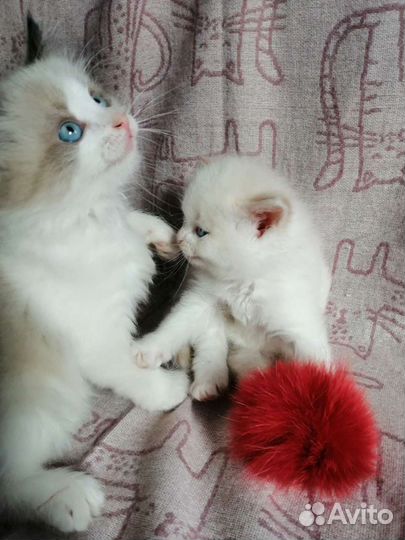 Рэгдолл детишки пушистики
