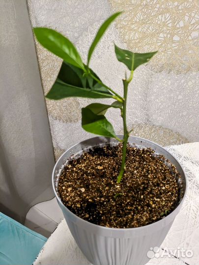 Комнатные растения цветы