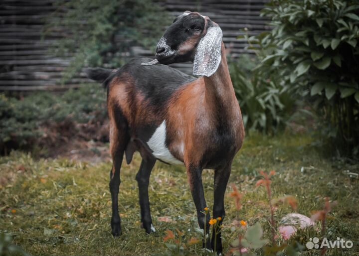 Англо-нубийские козы, козлята