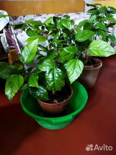 Гибискус китайская роза полная красная