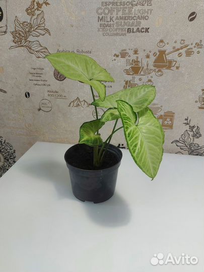 Сингониум комнатный цветок