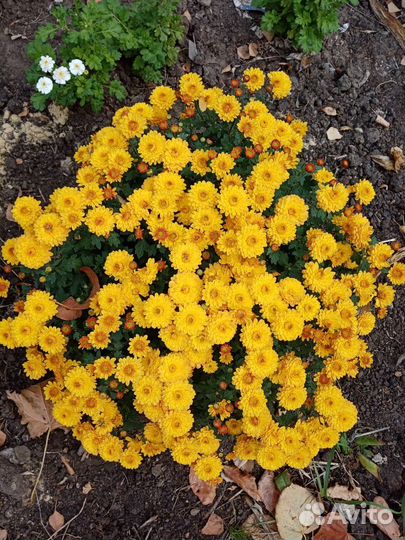 Хризантемы и другие цветы